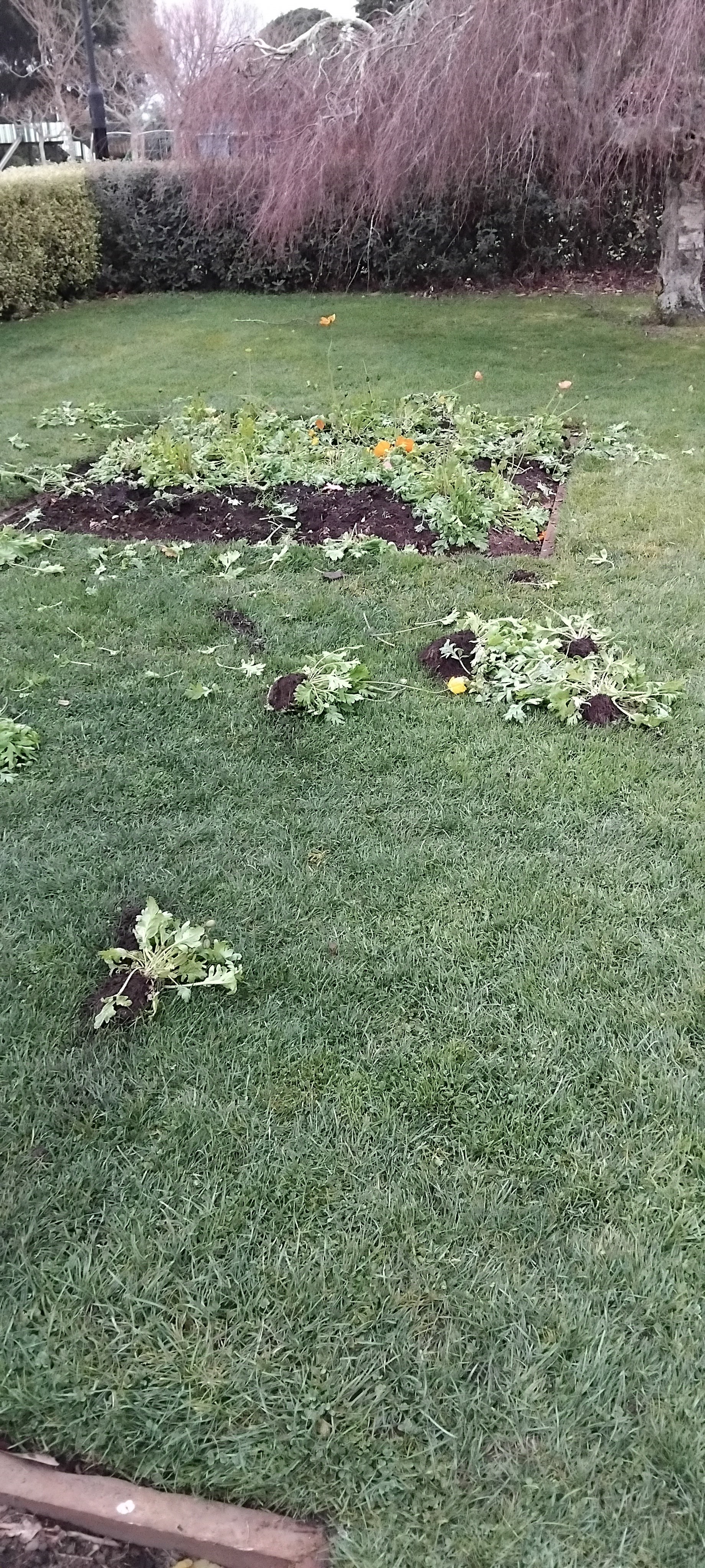 Plants ripped out at King Edward Park. 